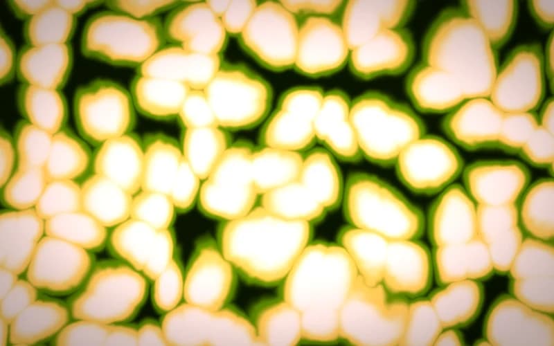 cells preview