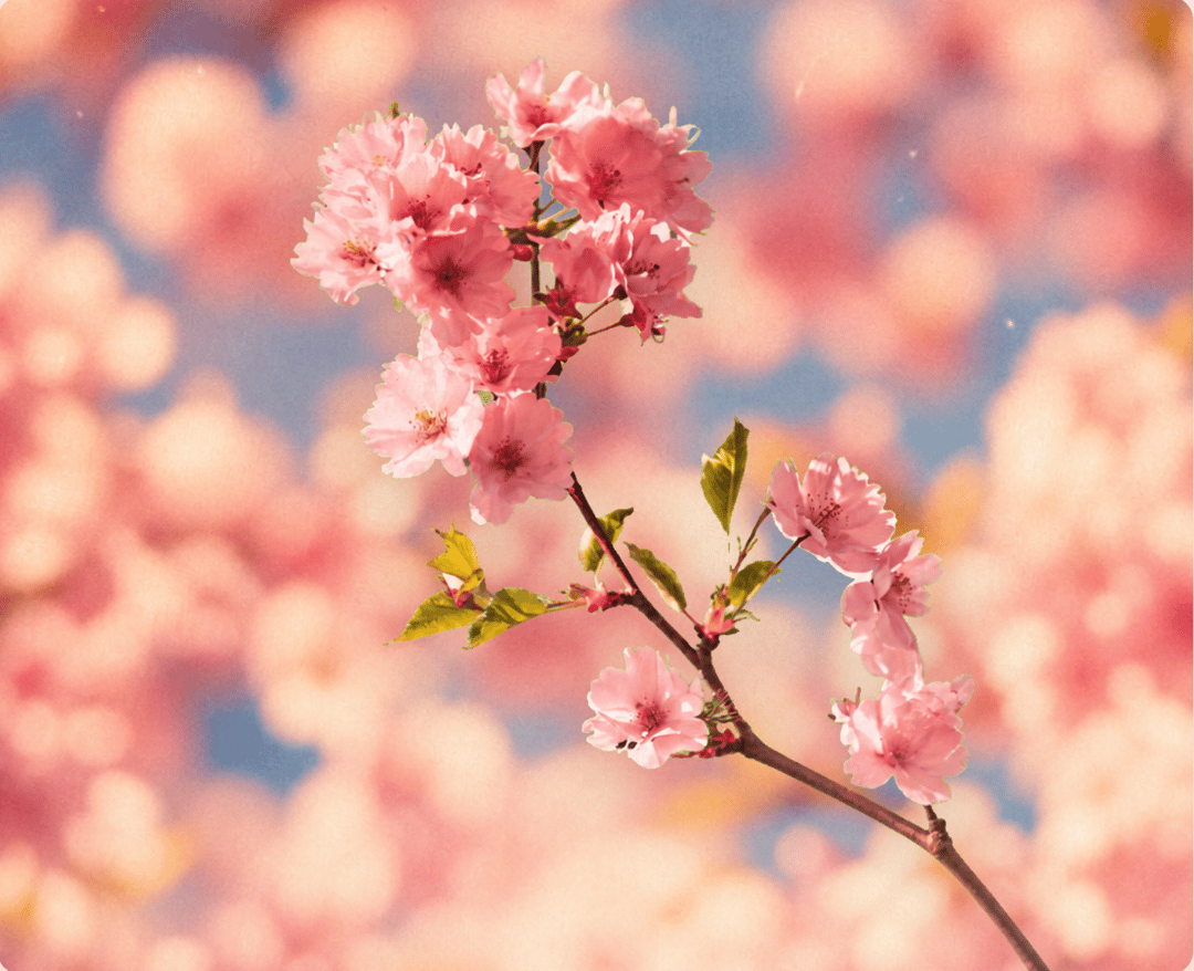 Sakura Editorial Poster preview